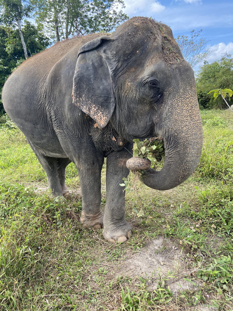 Słonie W Tajlandii (13)