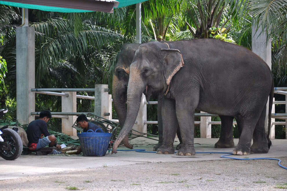 Słonie W Tajlandii (2)