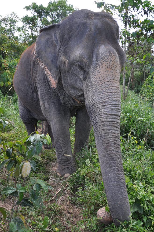 Słonie W Tajlandii (8)