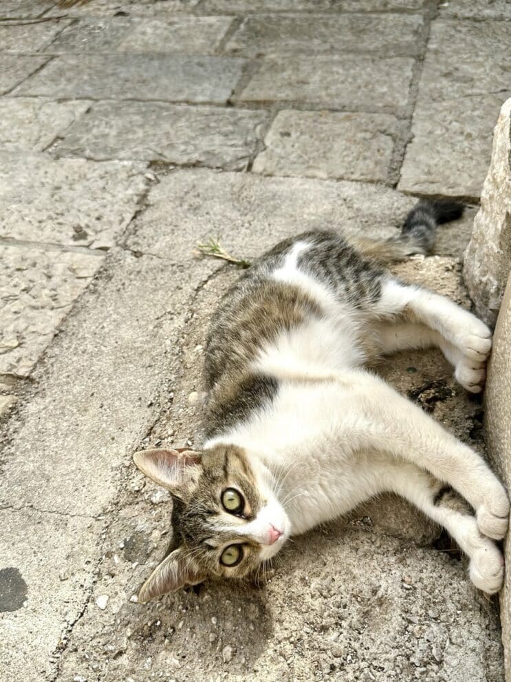 Kotor Czarnogóra